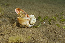 Coconut Octopus (Amphioctopus marginatus) hiding in shell, Bali, Indonesia