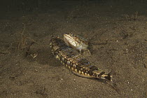Variegated Lizardfish (Synodus variegatus) pair, Bali, Indonesia