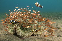 Saddleback Anemonefish (Amphiprion polymnus) pair and fish school gathering near Haddon's Sea Anemone (Stichodactyla haddoni) for protection, Bali, Indonesia