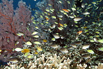 Anthias (Anthias sp) and Damselfish (Chromis sp) school among staghorn coral and sea fans, Bali, Indonesia