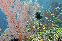 Anthias (Anthias sp) and Damselfish (Chromis sp) school among staghorn coral and sea fans, Bali, Indonesia
