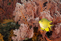 Golden Damselfish (Amblyglyphidodon aureus) in soft coral, Bali, Indonesia