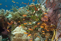 Redfin Anthias (Pseudanthias dispar) and Anthias (Anthias sp) school in coral reef, Bali, Indonesia