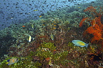 Royal Angelfish (Pygoplites diacanthus), Moorish Idol (Zanclus cornutus), and Parrotfish (Scaridae) school in coral reef, Bali, Indonesia