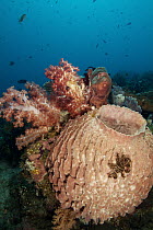 Giant Barrel Sponge (Xestospongia sp) and soft coral, Bali, Indonesia