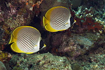 Eyepatch Butterflyfish (Chaetodon adiergastos) pair, Bali, Indonesia