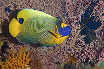 Scribble-faced Angelfish (Pomacanthus xanthometopon), Bali, Indonesia