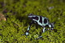 Green And Black Poison Dart Frog (Dendrobates auratus), Osa Peninsula, Costa Rica