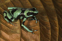 Green And Black Poison Dart Frog (Dendrobates auratus), Osa Peninsula, Costa Rica