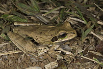 Tarraco Treefrog (Smilisca phaeota), Osa Peninsula, Costa Rica