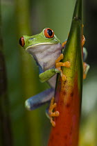 Red-eyed Tree Frog (Agalychnis callidryas), northern Costa Rica