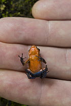 Strawberry Poison Dart Frog (Oophaga pumilio) in hand, northern Costa Rica