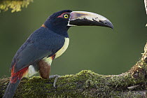 Collared Aracari (Pteroglossus torquatus), northern Costa Rica
