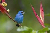 Blue Dacnis (Dacnis cayana) male, northern Costa Rica