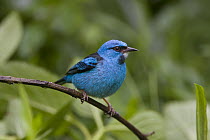 Blue Dacnis (Dacnis cayana) male, northern Costa Rica