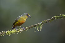 Olive-backed Euphonia (Euphonia gouldi) male, northern Costa Rica