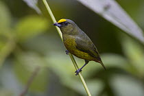Olive-backed Euphonia (Euphonia gouldi) sub-adult, northern Costa Rica
