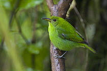 Green Honeycreeper (Chlorophanes spiza) female, northern Costa Rica