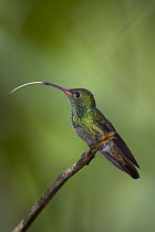 Rufous-tailed Hummingbird (Amazilia tzacatl) sticking out tongue, northern Costa Rica