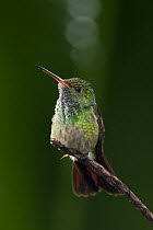 Rufous-tailed Hummingbird (Amazilia tzacatl), northern Costa Rica