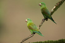 Orange-chinned Parakeet (Brotogeris jugularis) pair, northern Costa Rica