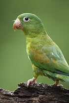 Orange-chinned Parakeet (Brotogeris jugularis), northern Costa Rica
