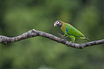 Brown-hooded Parrot (Pyrilia haematotis) walking on branch, northern Costa Rica