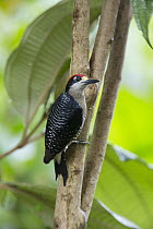 Black-cheeked Woodpecker (Melanerpes pucherani), northern Costa Rica