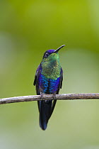 Violet-crowned Woodnymph (Thalurania colombica) male, northern Costa Rica