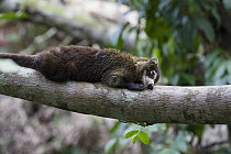 Coatimundi (Nasua nasua) resting in tree, northern Costa Rica