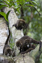 Coatimundi (Nasua nasua) group in tree, northern Costa Rica