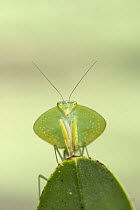 Peruvian Shield Mantis (Choeradodis rhombicollis), northern Costa Rica