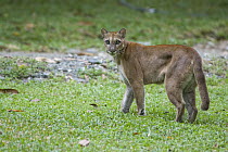 Mountain Lion (Puma concolor) female in garden of ecolodge, Osa Peninsula, Costa Rica