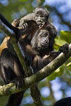 Mantled Howler Monkey (Alouatta palliata) mother and baby, Osa Peninsula, Costa Rica