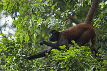 Black-handed Spider Monkey (Ateles geoffroyi) climbing in tree, Osa Peninsula, Costa Rica