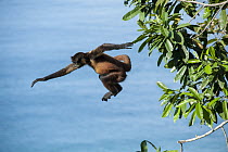Black-handed Spider Monkey (Ateles geoffroyi) leaping from tree, Osa Peninsula, Costa Rica
