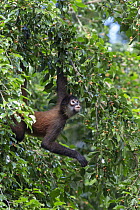 Black-handed Spider Monkey (Ateles geoffroyi) in tree, Osa Peninsula, Costa Rica