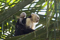 White-faced Capuchin (Cebus capucinus) mother and baby in palm tree, Osa Peninsula, Costa Rica