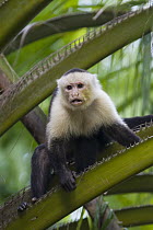 White-faced Capuchin (Cebus capucinus), Osa Peninsula, Costa Rica