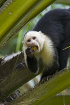 White-faced Capuchin (Cebus capucinus) feeding on palm fruit, Osa Peninsula, Costa Rica