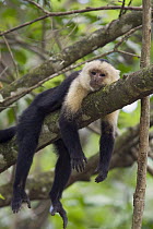 White-faced Capuchin (Cebus capucinus) resting in tree, Osa Peninsula, Costa Rica