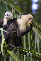 White-faced Capuchin (Cebus capucinus) mother with baby feeding on palm fruit, Osa Peninsula, Costa Rica