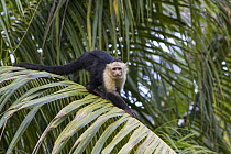 White-faced Capuchin (Cebus capucinus) in palm tree, Osa Peninsula, Costa Rica