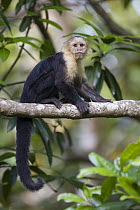 White-faced Capuchin (Cebus capucinus), Osa Peninsula, Costa Rica