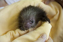 Paraguay Hairy Dwarf Porcupine (Sphiggurus spinosus) orphaned newborn baby, Aviarios Sloth Sanctuary, Costa Rica
