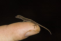 Ground Anole (Norops humilis) baby on finger, northern Costa Rica