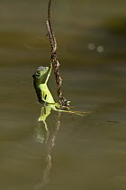 Green Basilisk (Basiliscus plumifrons) on branch in water, northern Costa Rica