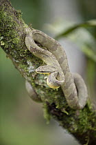 Forest Racer (Dendrophidion vinitor), northern Costa Rica