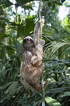 Brown-throated Three-toed Sloth (Bradypus variegatus) climbing tree, Aviarios Sloth Sanctuary, Costa Rica