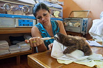 Brown-throated Three-toed Sloth (Bradypus variegatus) caretaker feeding one year old baby, Aviarios Sloth Sanctuary, Costa Rica
